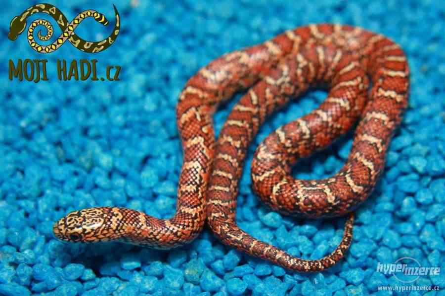 Korálovky Lampropeltis getulus floridana Hypo a DH T+ Albino - foto 2