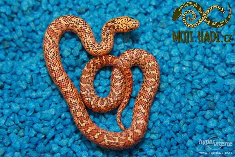 Korálovky Lampropeltis getulus floridana Hypo a DH T+ Albino - foto 4