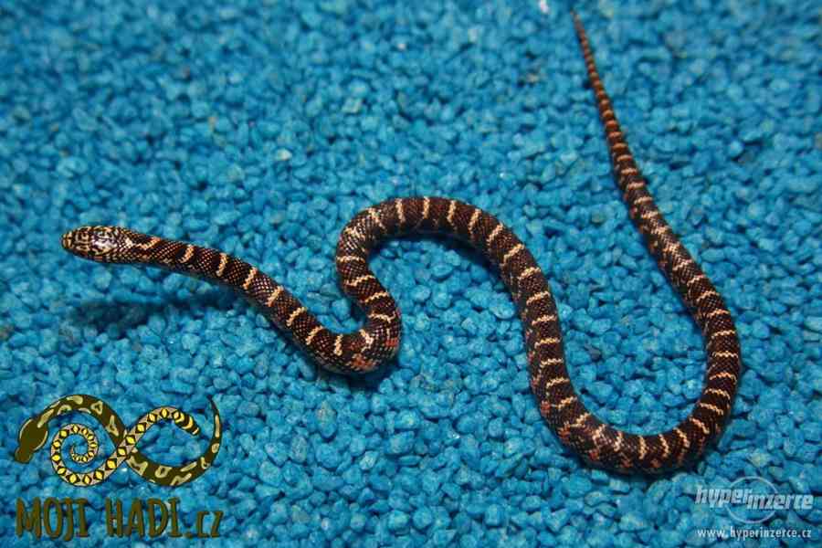 Korálovky Lampropeltis getulus floridana Hypo a DH T+ Albino - foto 6