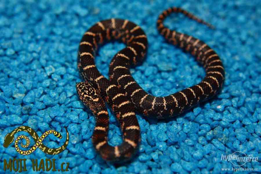 Korálovky Lampropeltis getulus floridana Hypo a DH T+ Albino - foto 7