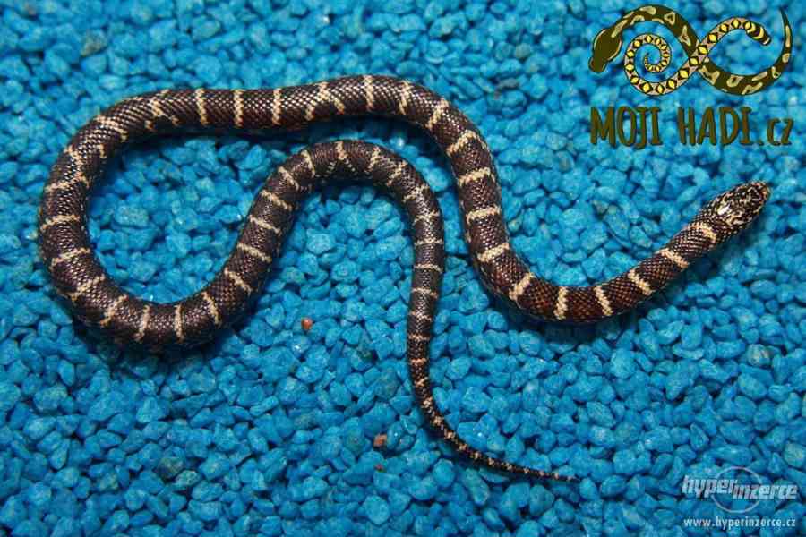 Korálovky Lampropeltis getulus floridana Hypo a DH T+ Albino - foto 8
