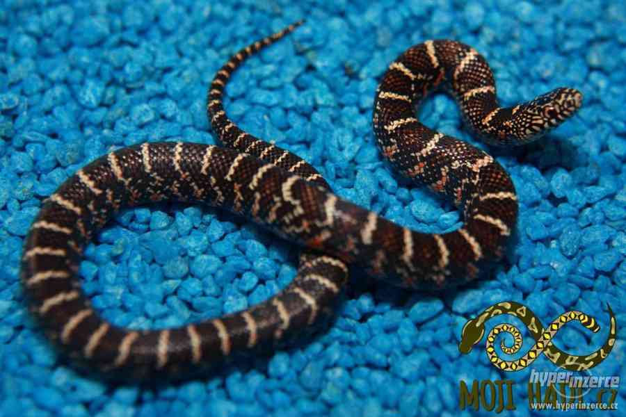 Korálovky Lampropeltis getulus floridana Hypo a DH T+ Albino - foto 9