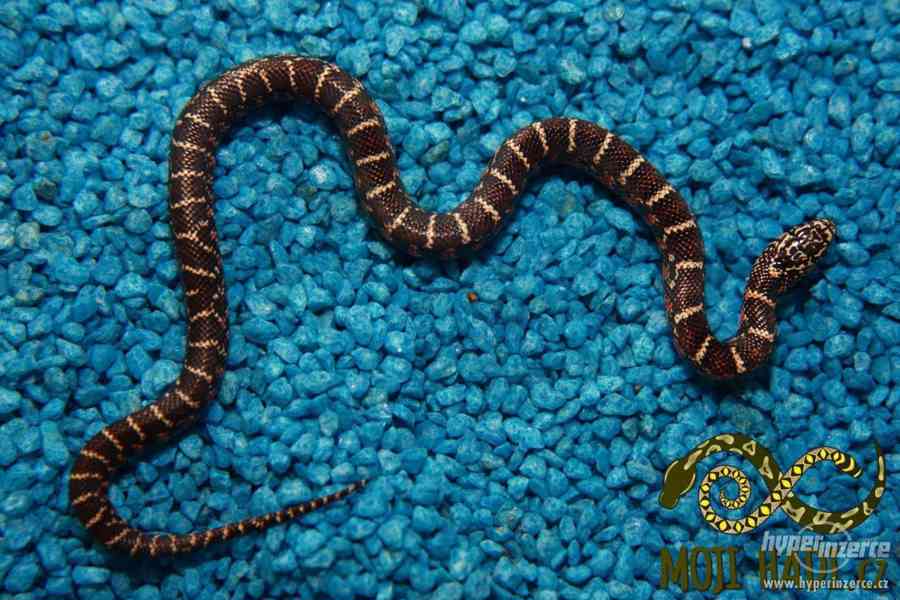 Korálovky Lampropeltis getulus floridana Hypo a DH T+ Albino - foto 10