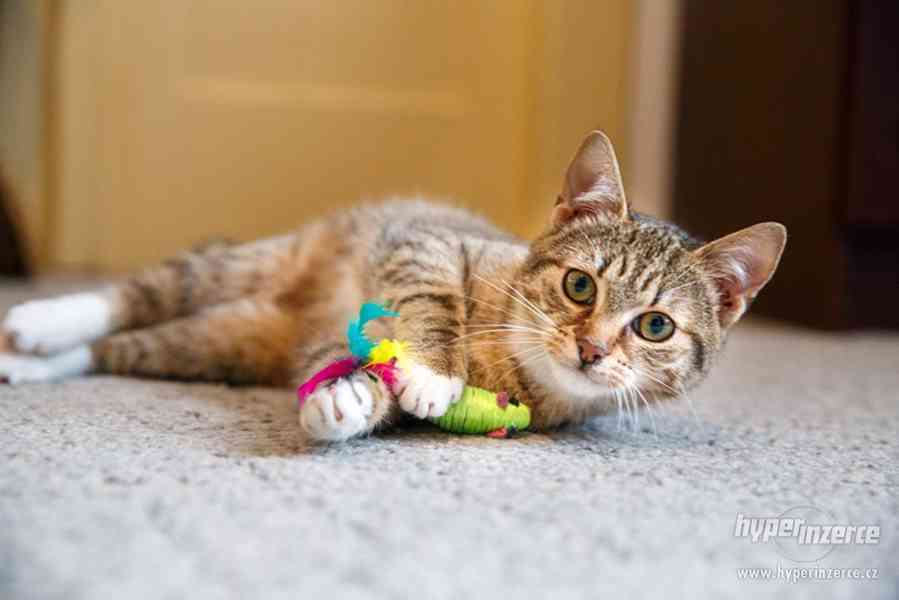 Kočička k adopci - foto 6
