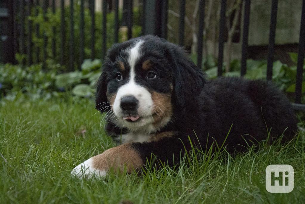 Rozkošná štěňata bernského salašnického psa - foto 1