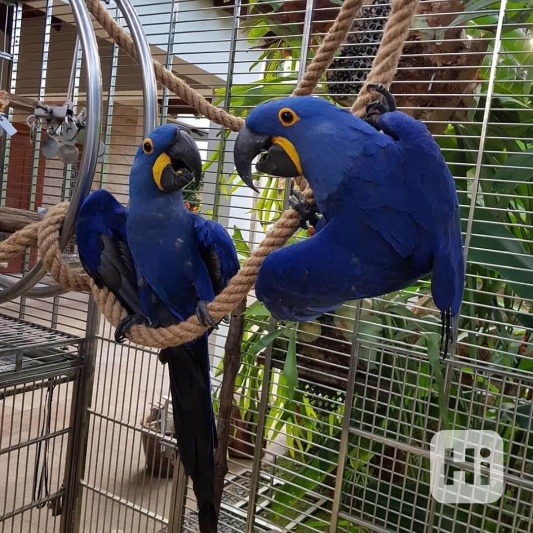 Rozkošní papoušci ara hyacintový k bezplatné adopci   - foto 1
