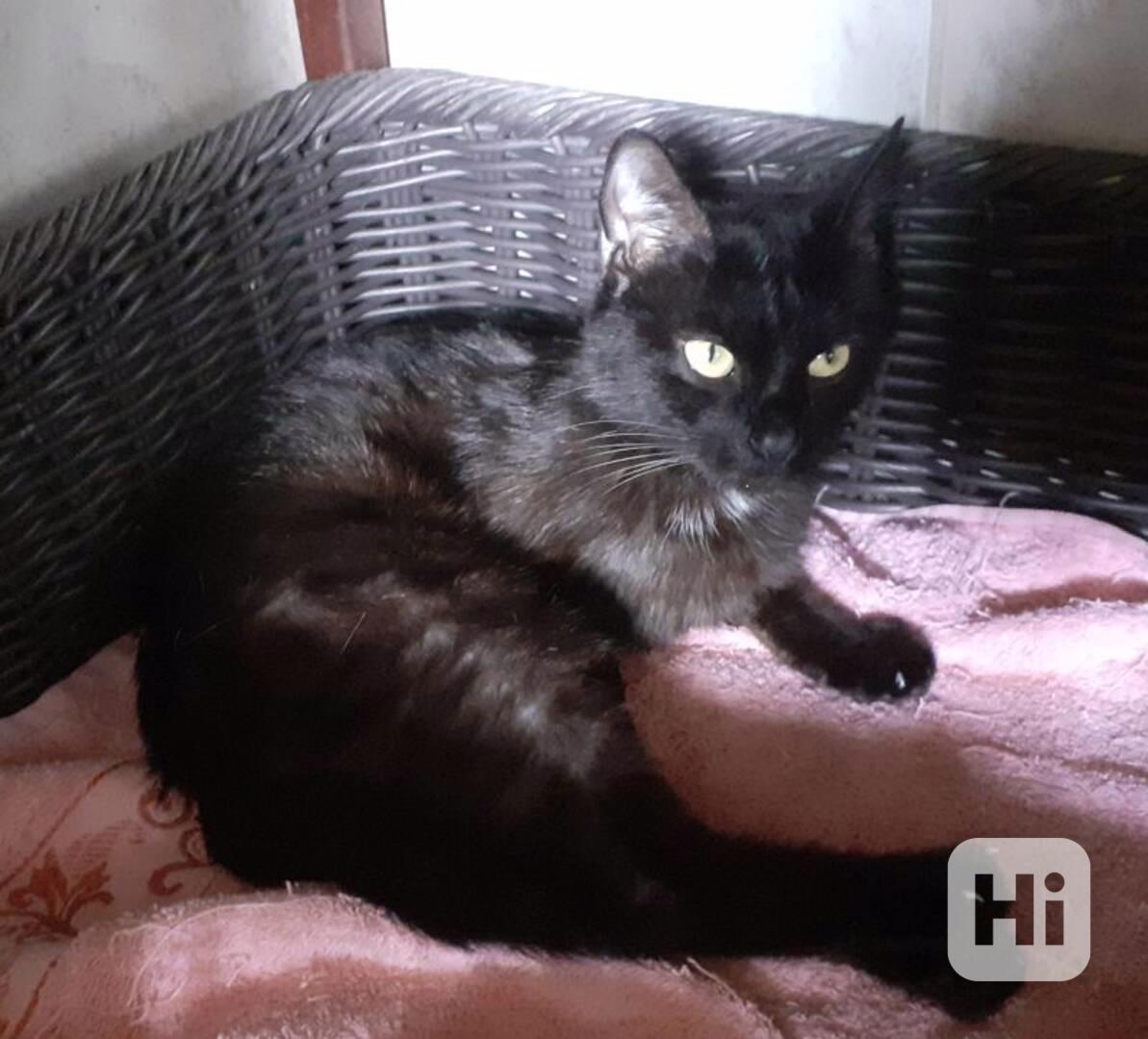 Hodná domácí černá 1roční kočička Marusja Majoránka  - foto 1