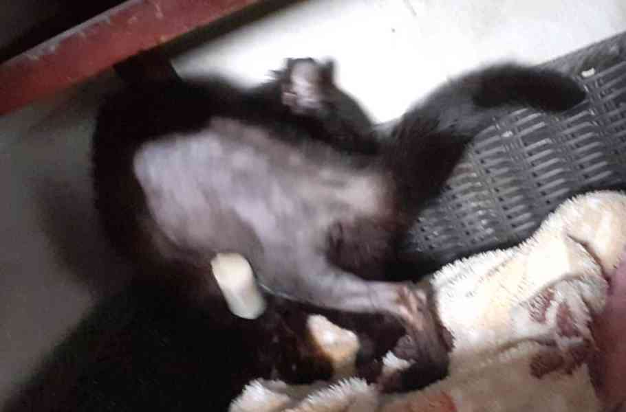 Hodná domácí černá 1roční kočička Marusja Majoránka  - foto 3