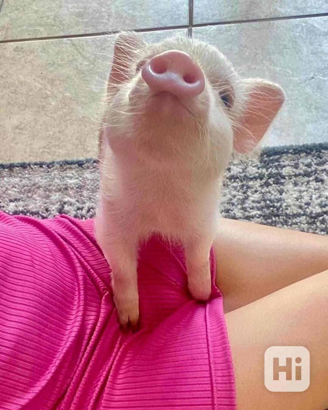 Nejroztomilejší prasátka na prodej  - foto 1