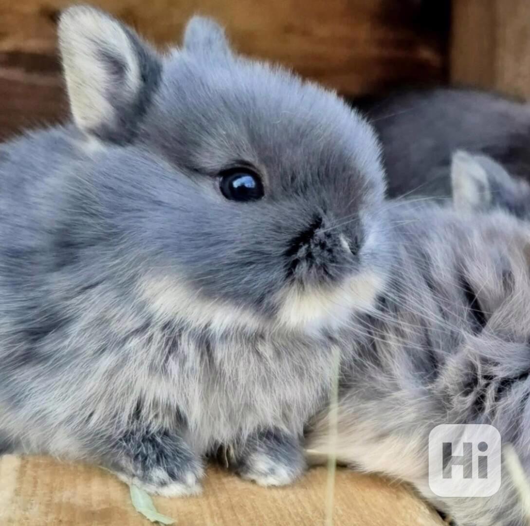 Zakrslý bílopesíkatý králik - foto 1
