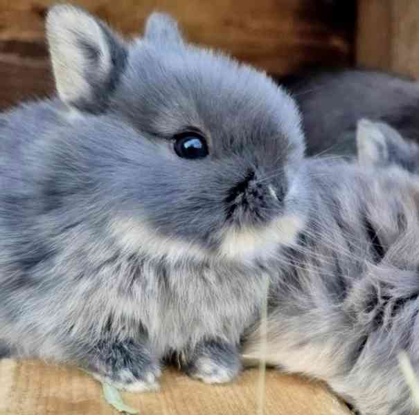Zakrslý bílopesíkatý králik - foto 1