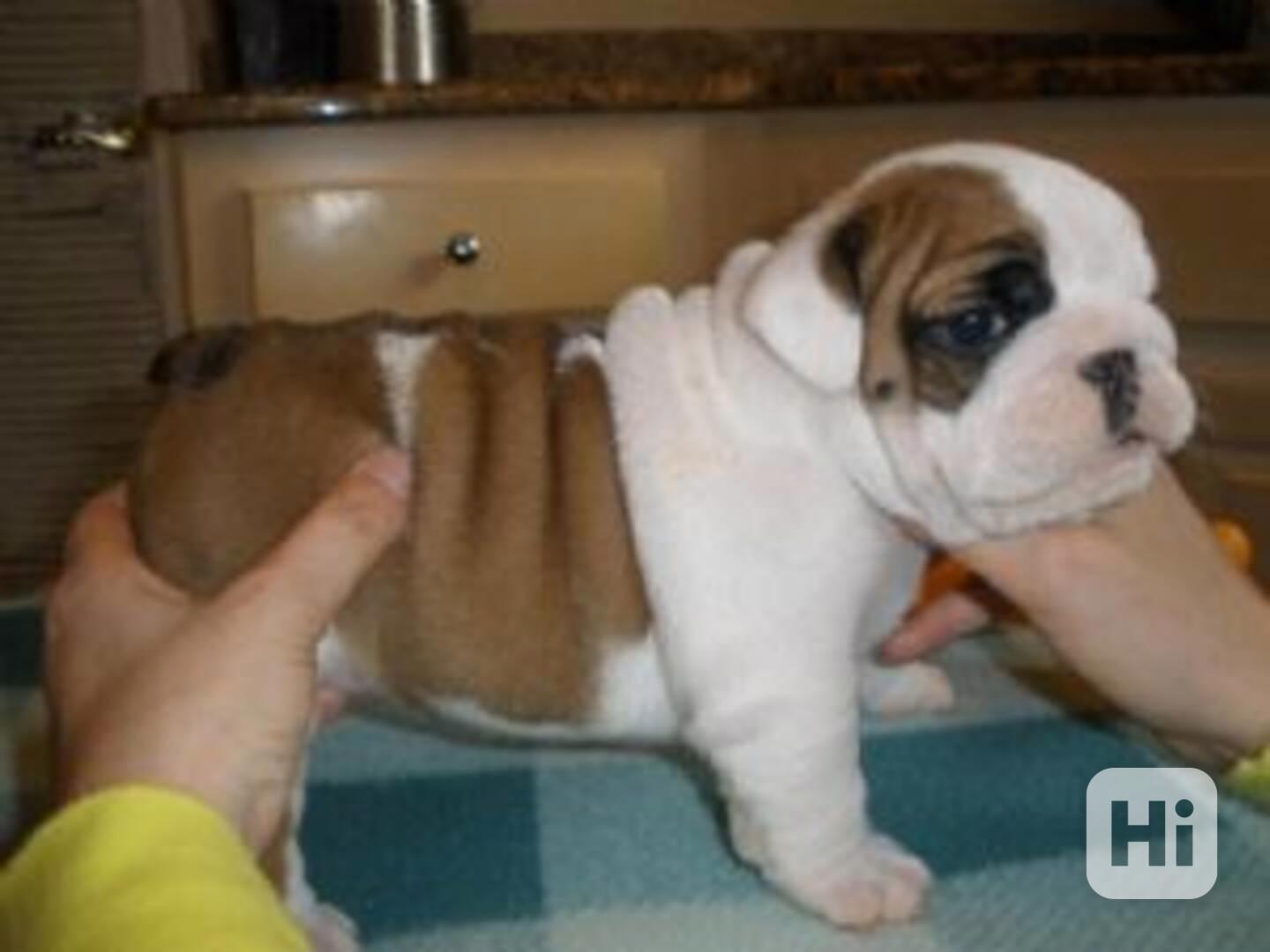 Štěňata anglického buldoka - foto 1