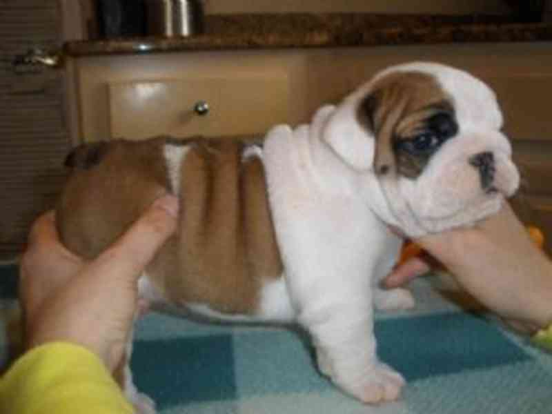 Štěňata anglického buldoka - foto 1