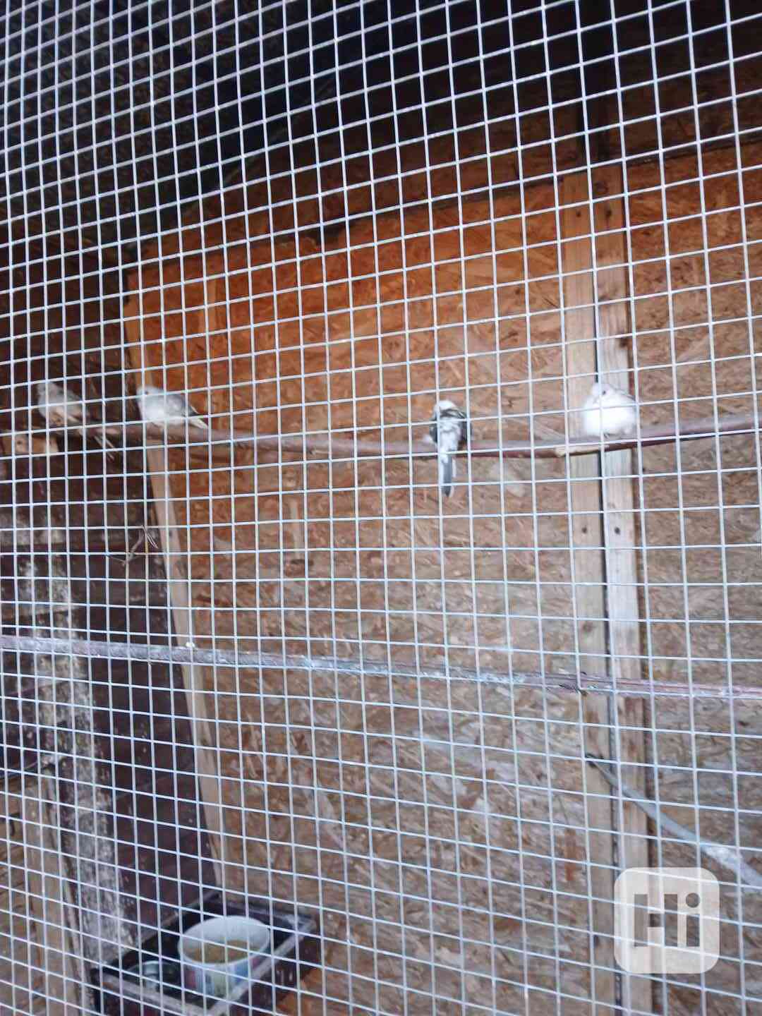 Holoubek diamantový  - foto 1