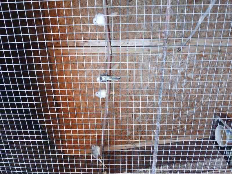 Holoubek diamantový  - foto 2