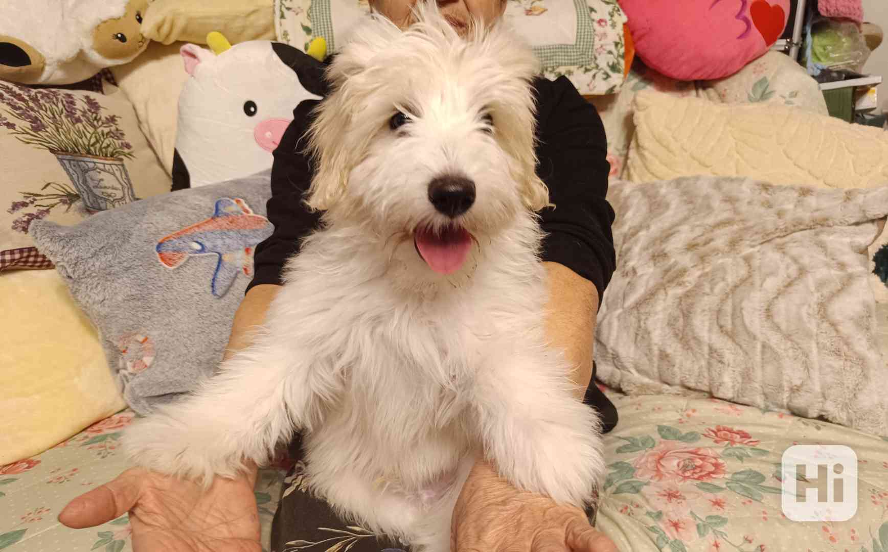 Maltézský psík  - foto 1