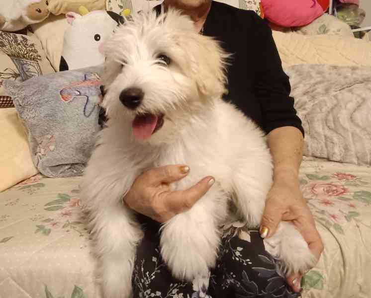 Maltézský psík  - foto 2