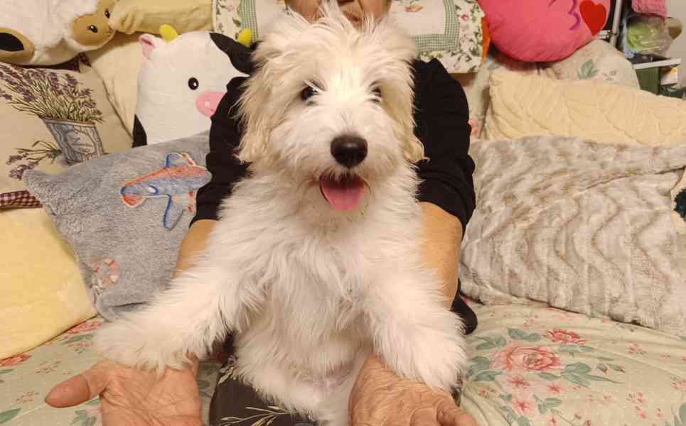 Maltézský psík  - foto 1