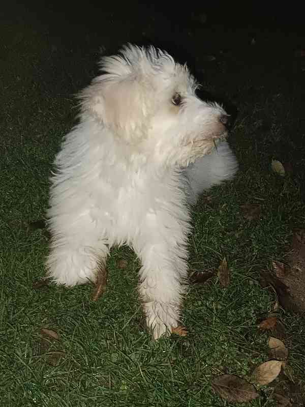 Maltézský psík  - foto 3