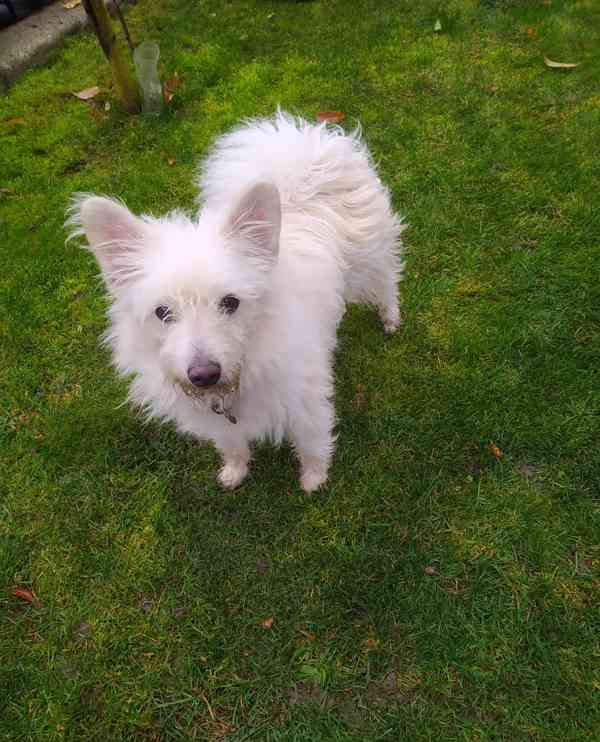 Maltézský psík  - foto 6