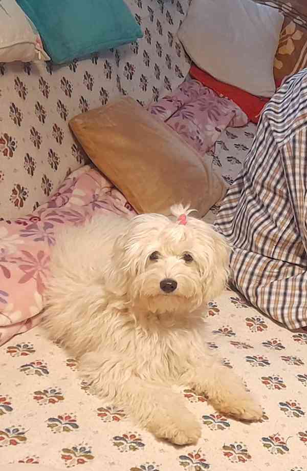 Maltézský psík  - foto 5