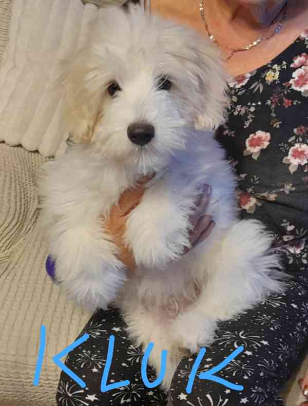 Maltézský psík  - foto 4