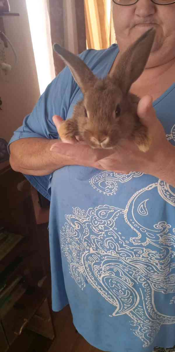 Prodám zakrsleho králíka  - foto 1