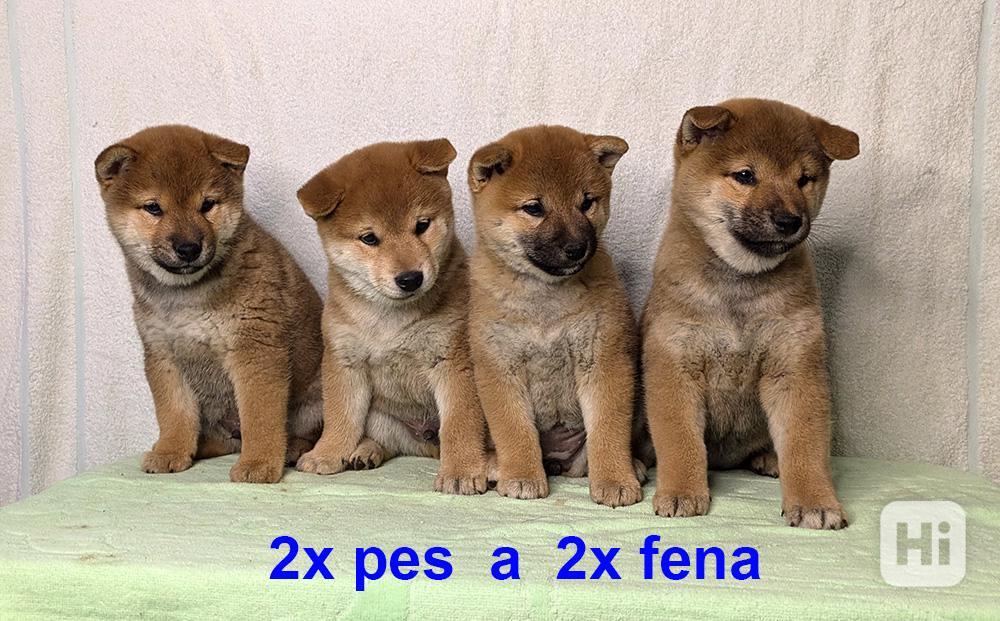 Shiba inu s PP FCI z chovatelské stanice PIBARO - foto 1