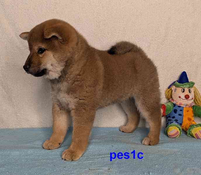 Shiba inu s PP FCI z chovatelské stanice PIBARO - foto 25