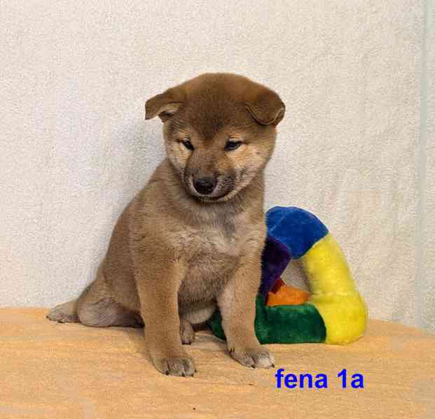 Shiba inu s PP FCI z chovatelské stanice PIBARO - foto 7