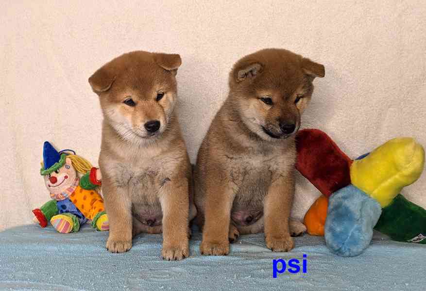 Shiba inu s PP FCI z chovatelské stanice PIBARO - foto 2