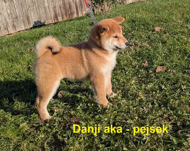 Shiba inu s PP / FCI z  - foto 27