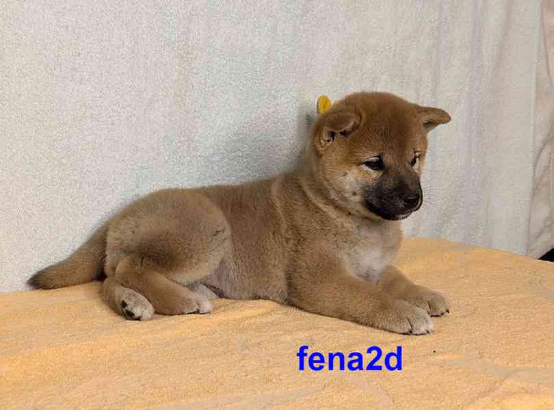 Shiba inu s PP FCI z chovatelské stanice PIBARO - foto 17