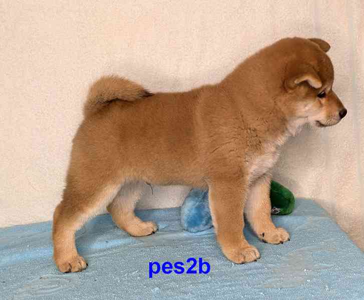 Shiba inu s PP FCI z chovatelské stanice PIBARO - foto 32