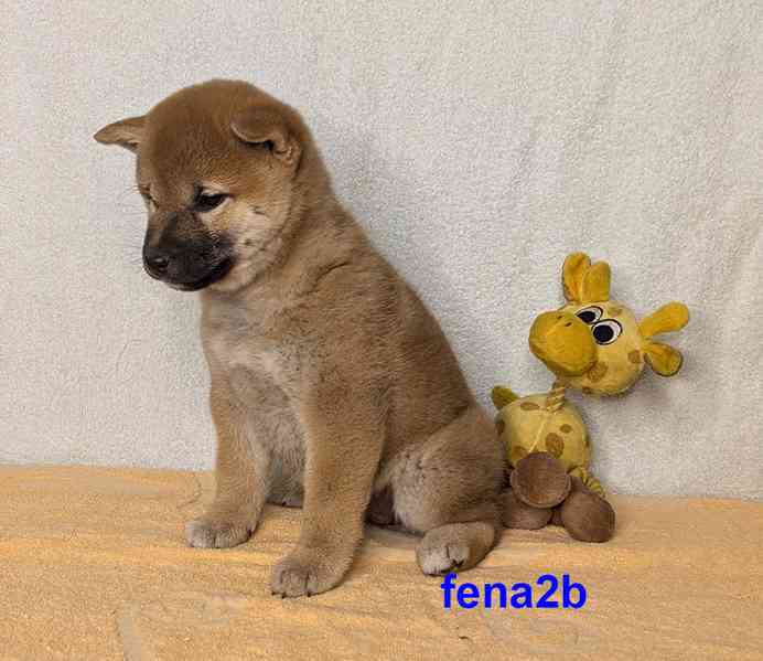 Shiba inu s PP FCI z chovatelské stanice PIBARO - foto 15