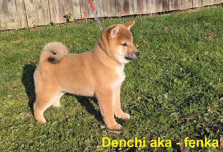 Shiba inu s PP / FCI z  - foto 10