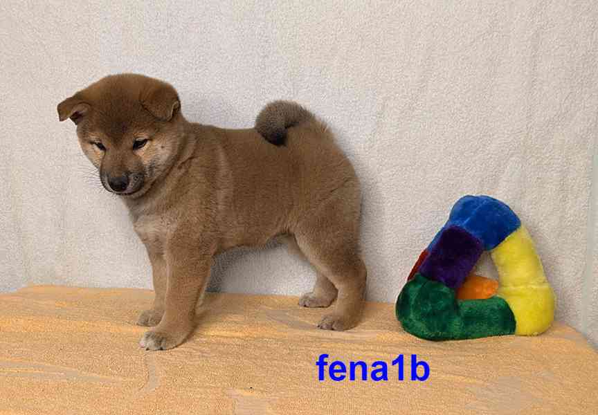 Shiba inu s PP FCI z chovatelské stanice PIBARO - foto 8