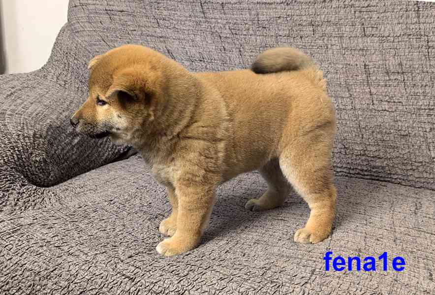 Shiba inu s PP FCI z chovatelské stanice PIBARO - foto 11