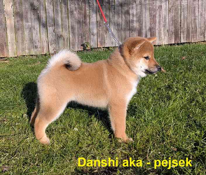 Shiba inu s PP / FCI z  - foto 15