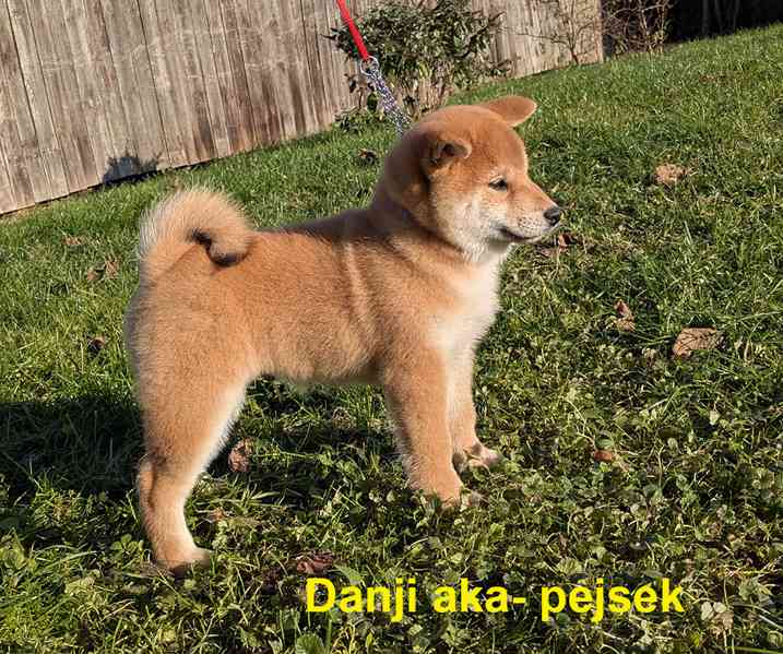 Shiba inu s PP / FCI z  - foto 26