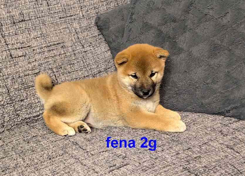 Shiba inu s PP FCI z chovatelské stanice PIBARO - foto 20