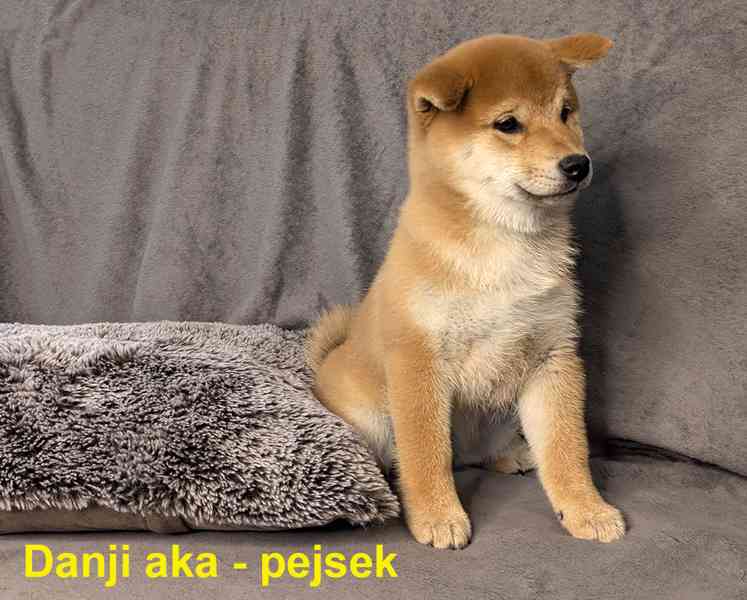 Shiba inu s PP / FCI z  - foto 21