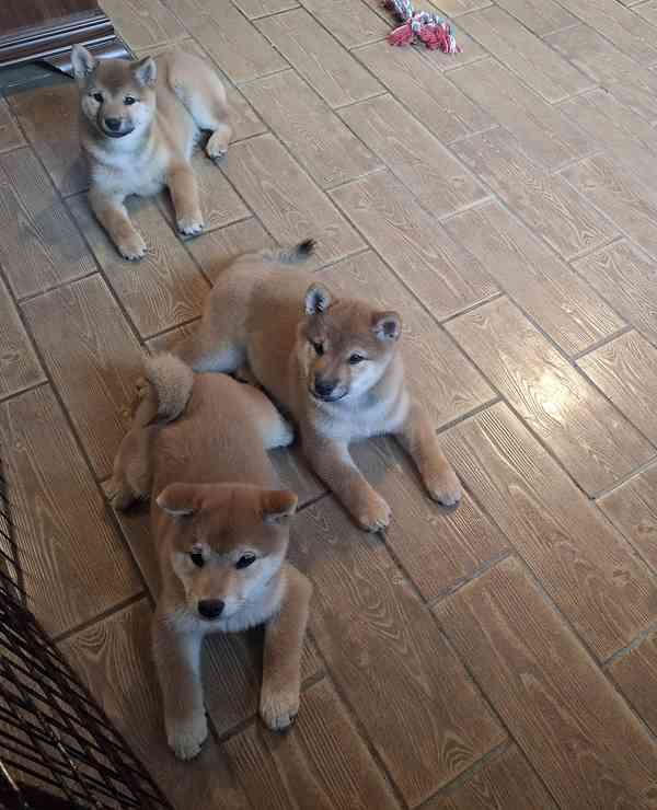 Shiba inu s PP / FCI z  - foto 30