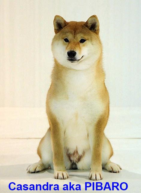 Shiba inu s PP FCI z chovatelské stanice PIBARO - foto 4