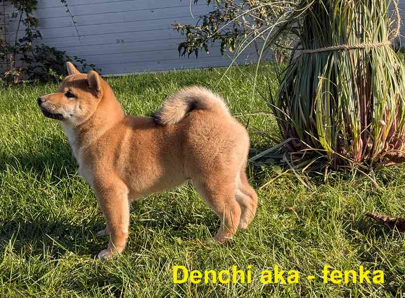 Shiba inu s PP / FCI z  - foto 11