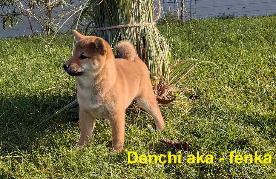 Shiba inu s PP / FCI z  - foto 12