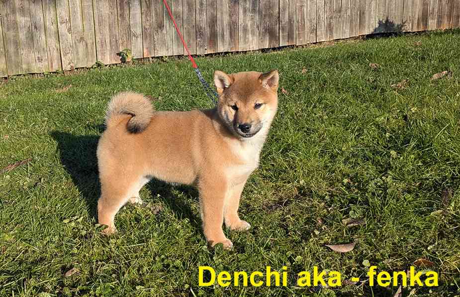 Shiba inu s PP / FCI z  - foto 8