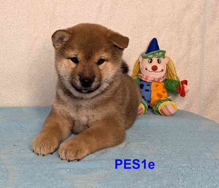 Shiba inu s PP FCI z chovatelské stanice PIBARO - foto 27