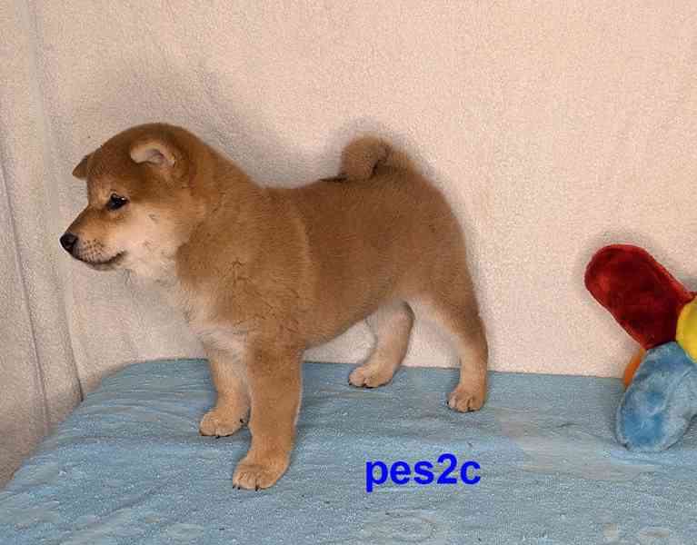 Shiba inu s PP FCI z chovatelské stanice PIBARO - foto 33