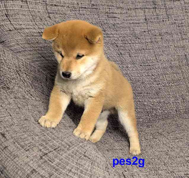 Shiba inu s PP FCI z chovatelské stanice PIBARO - foto 37